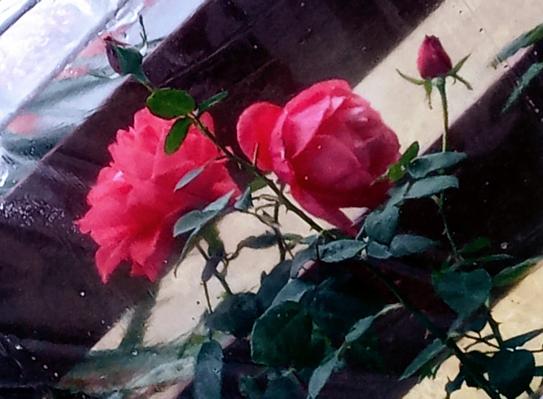 ROSEページ DSCF3594.jpg?v=1695838440&