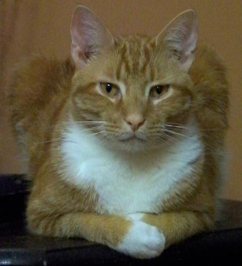 Red, 8 yr. old DSH