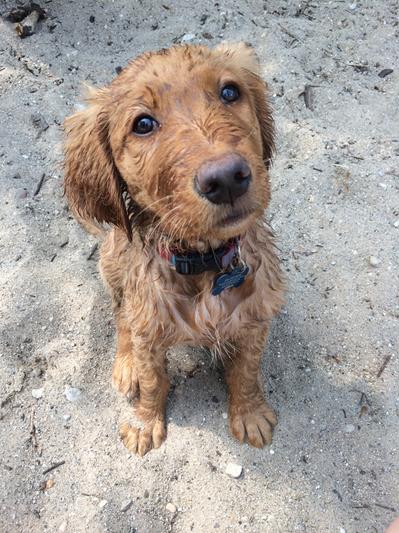 Charlie loves playing on doggy beaches...