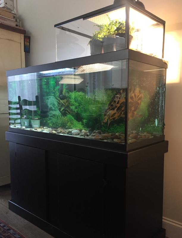 petco 125 gallon fish tank