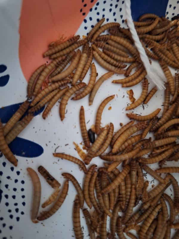 Exotic Nutrition Live Mealworms Reptile Food Giant Count Chewy