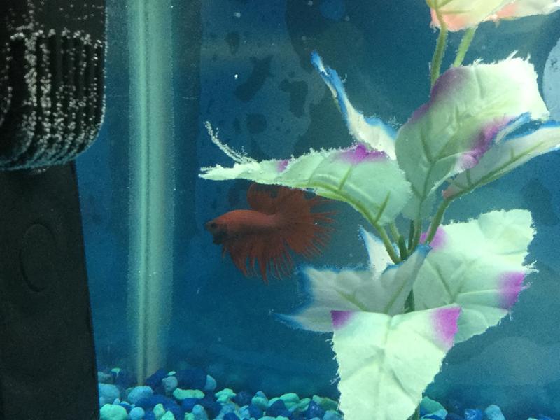 Red Male Crowntail Bettas For Sale Order Online Petco