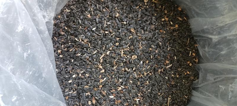 Royal Wing Black Oil Sunflower Wild Bird Food Lb At Tractor Supply Co