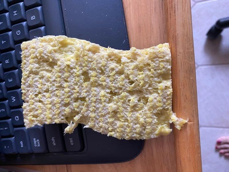 Sponge