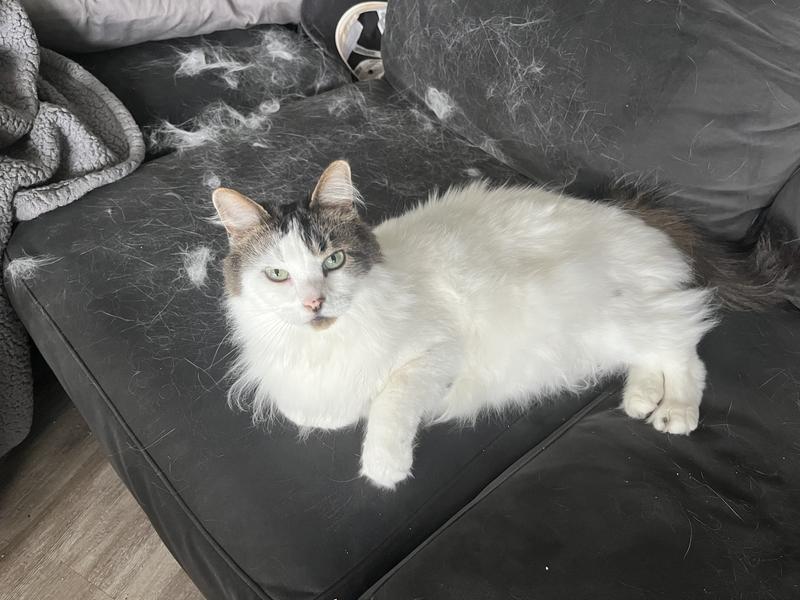 Photo - commentaire 1.