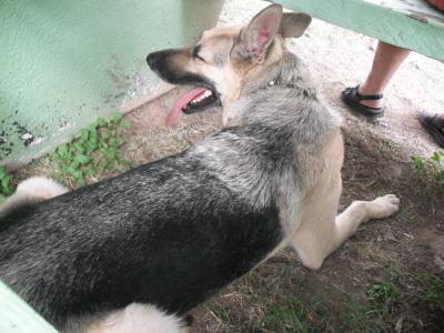 betagen spray dog licking