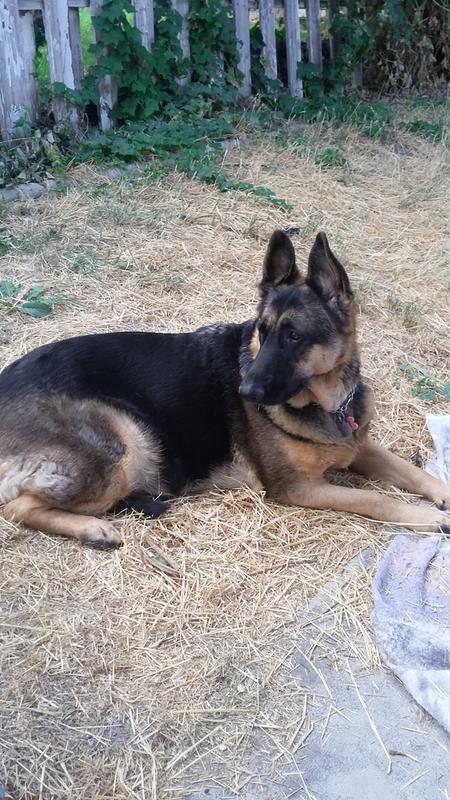 duramax dog medication