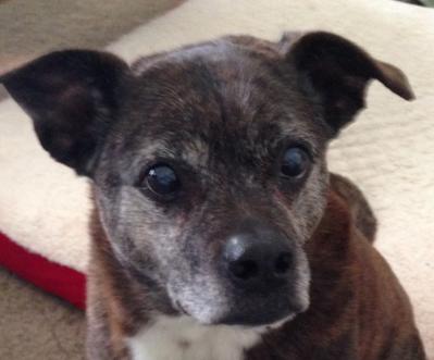 rimadyl dosage for chihuahua