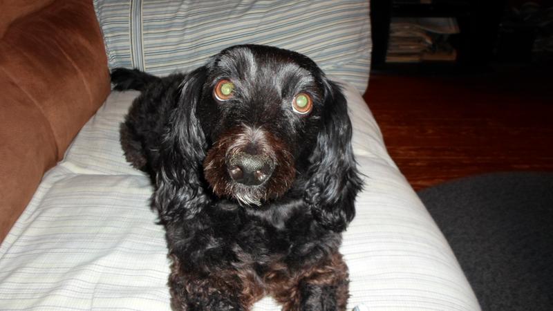 simparica 1800petmeds