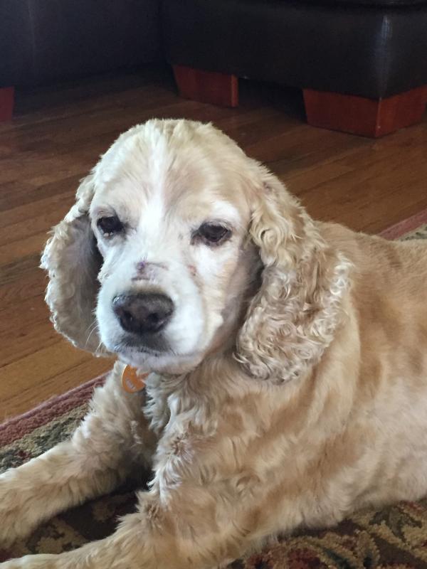 duramax dog medication