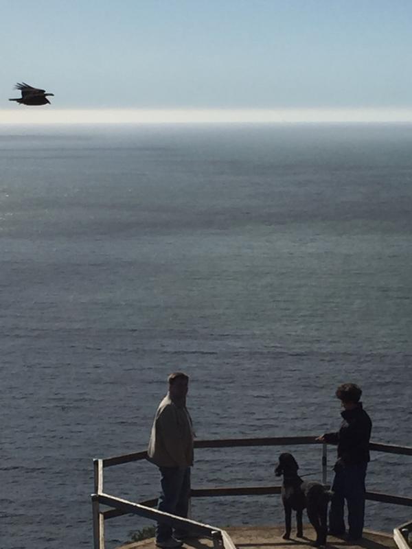 simparica 1800petmeds