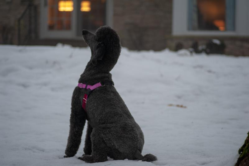 simparica 1800petmeds