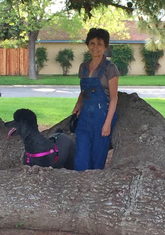 simparica 1800petmeds