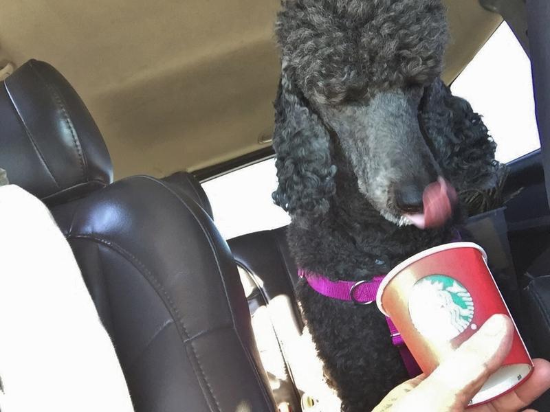 simparica 1800petmeds