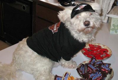 conofite ear drops for dogs