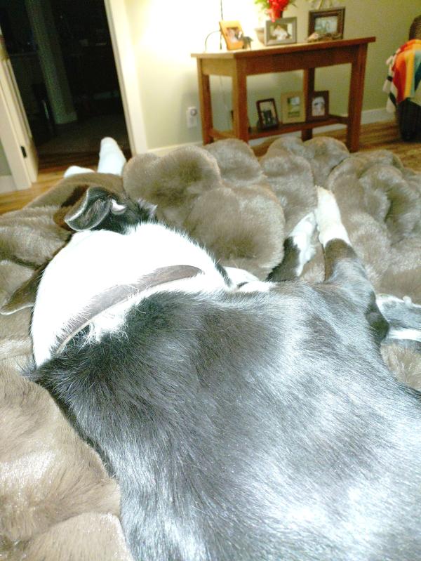 Customer photo for "Great blanket"