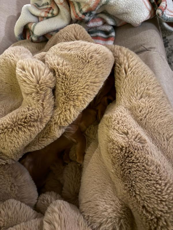 Customer photo for "Cuddle blanket"