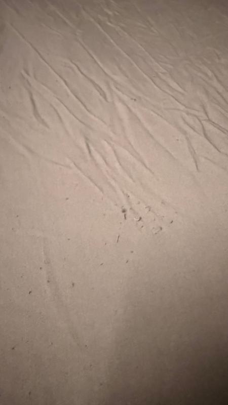 Bamboo sheets