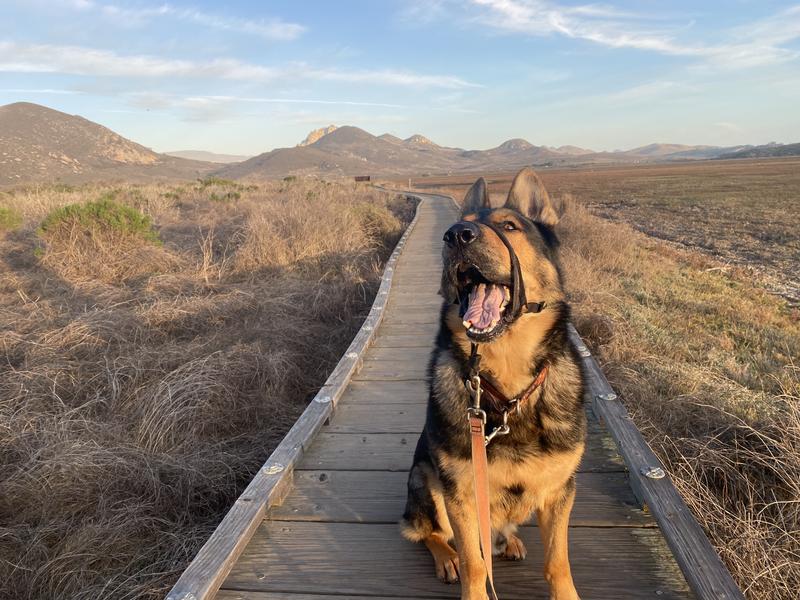 German Shepherd Pawsitive Directions K9 Academy K9 Unit German