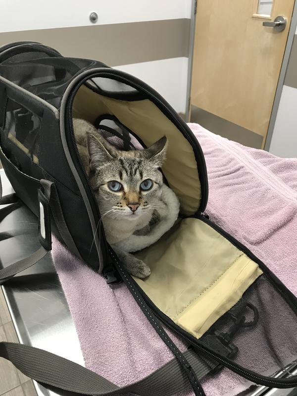 At the vet's office.