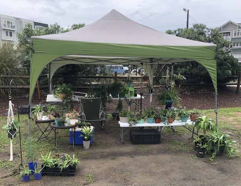 Selling tropical house plants at the farmers market by the lake in Carolina beach.