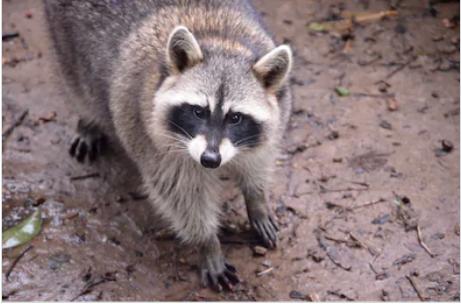 Racoons had fun rolling our Coleman drink cooler around in the mud, but couldn't get it open.
