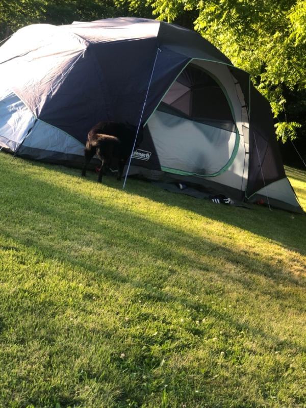 Coleman Skydome XL Tent: 10-Person 3-Season - Hike & Camp