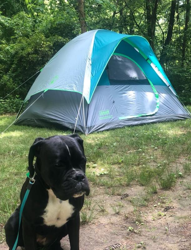 Reviews for Coleman Sundome 10 ft. x 10 ft. 6 Person Dome Tent Pg 3 The Home Depot