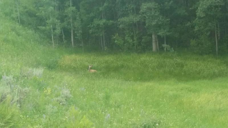 Relaxing life of a deer