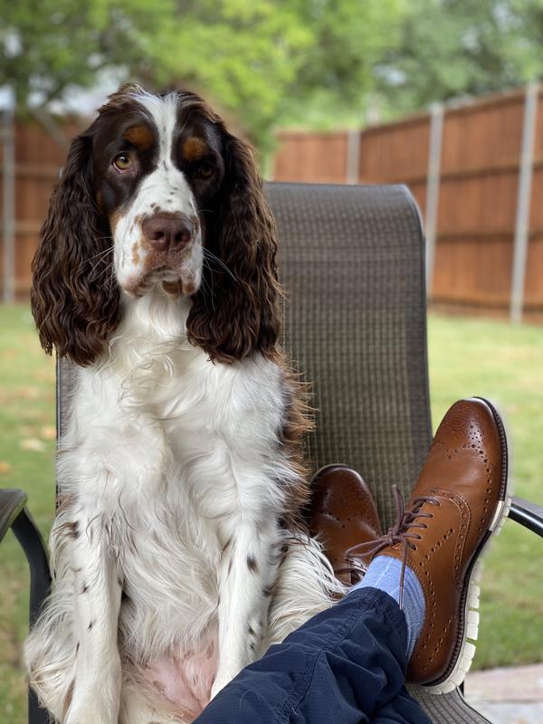 English Springer approved