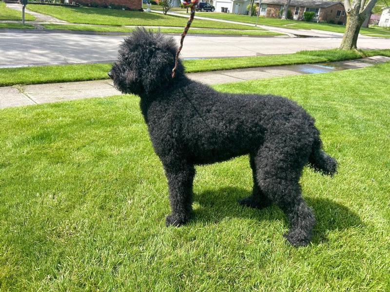 BaByliss PRO PET Small Flex Slicker Brush for Dogs & Cats