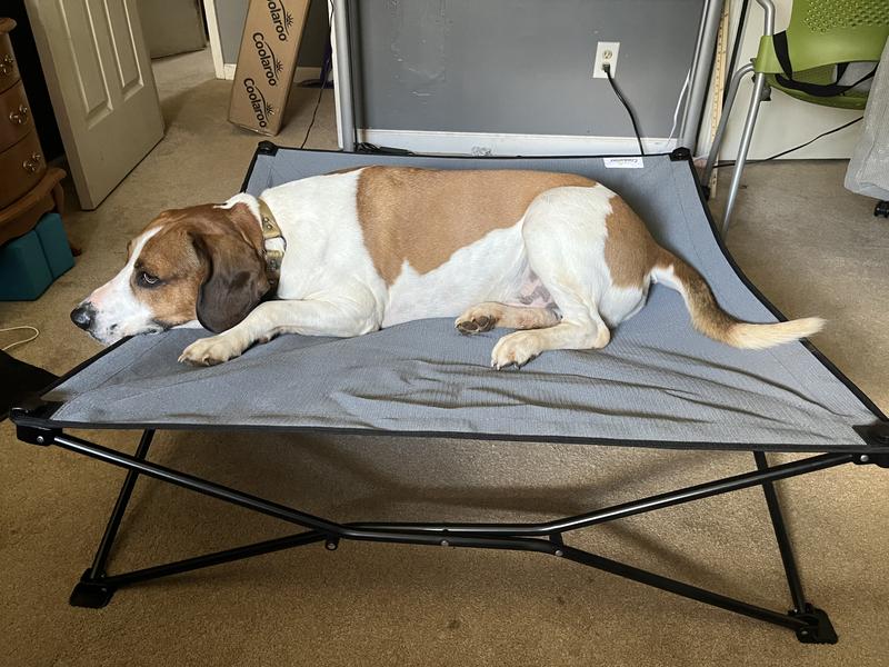 Cabelas elevated dog bed best sale