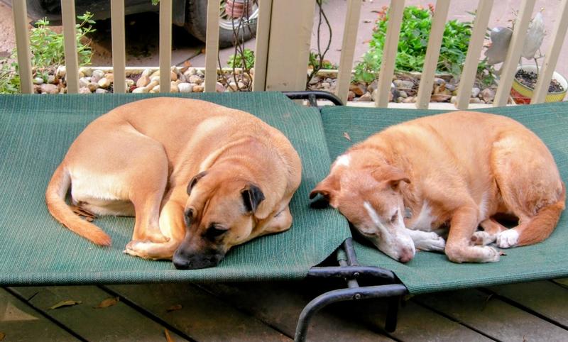 Presley and Molly enjoying their Coolaroo cots.