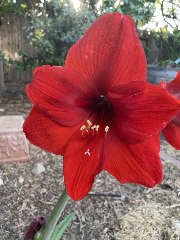 Bloomaker Waxed Amaryllis Bulbs 3-count (Red, White, Green