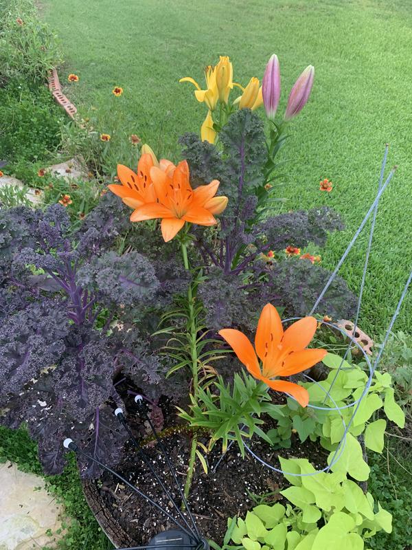 Lily Longfield Gardens Lily Collections, 40-count | Costco
