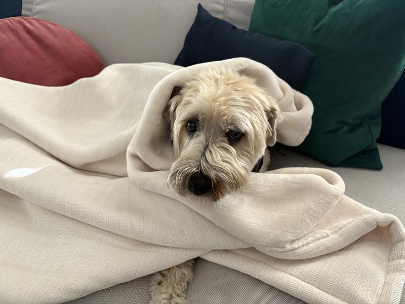 Birchwood oversized throw best sale
