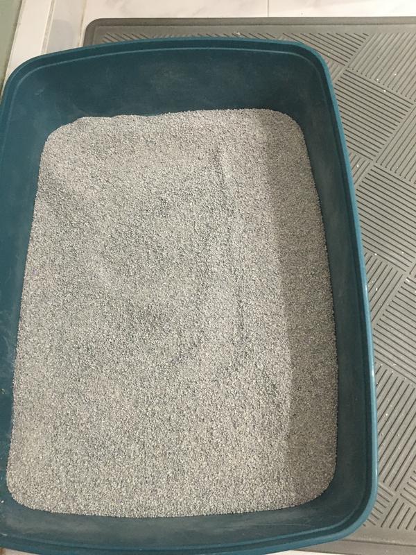 Arena Scoop Away Costco atelieryuwa.ciao.jp