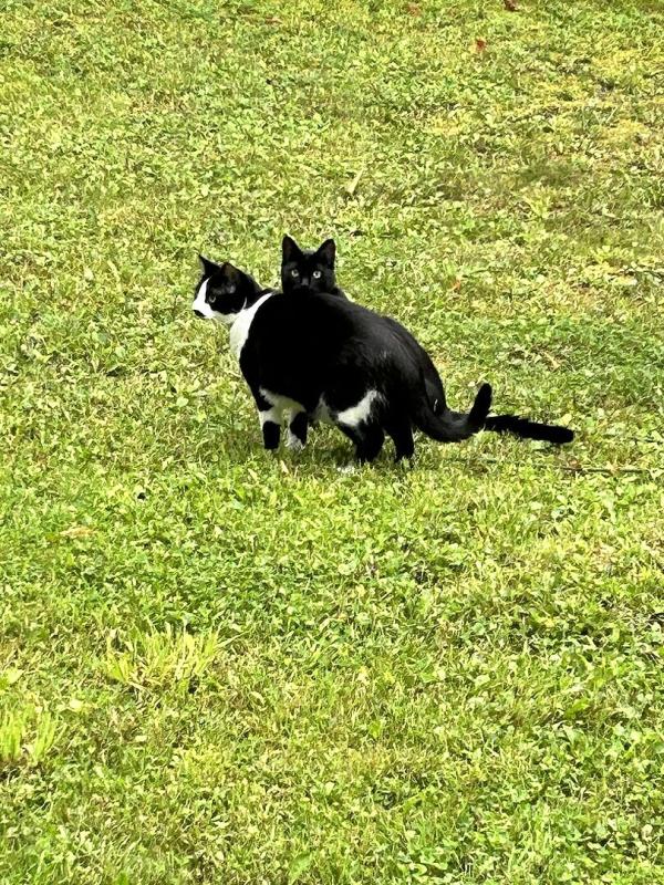 Photo - commentaire 2.