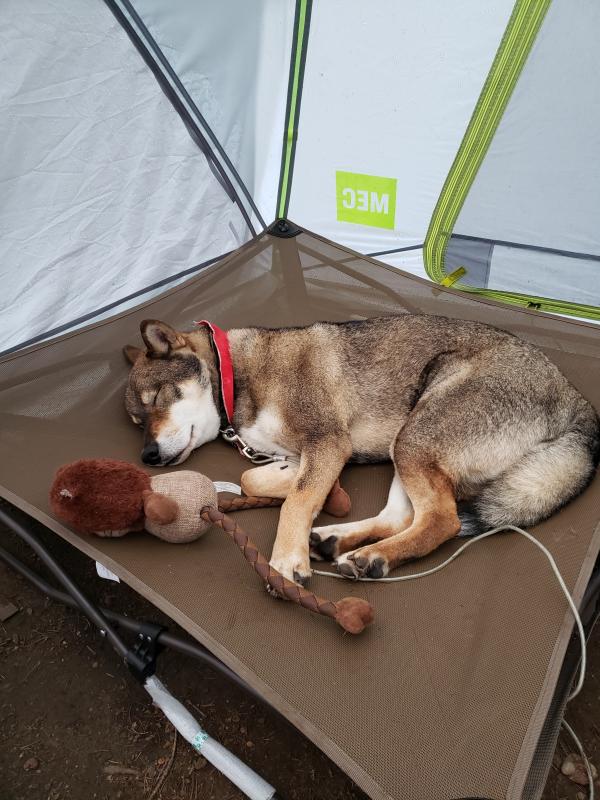 cabelas elevated dog bed