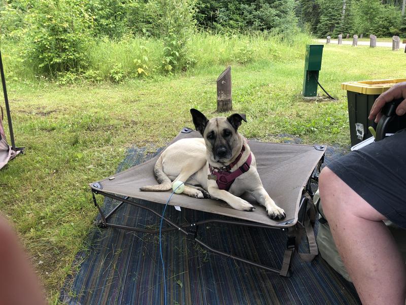 Cabelas elevated 2024 dog bed