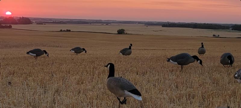 Cabela's winnipeg canada goose sale