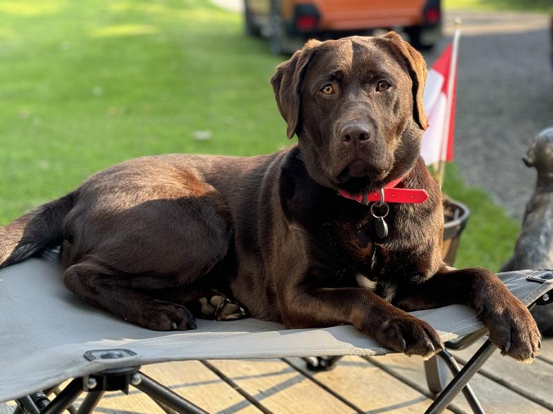Cabela s Elevated Dog Cot Cabela s Canada