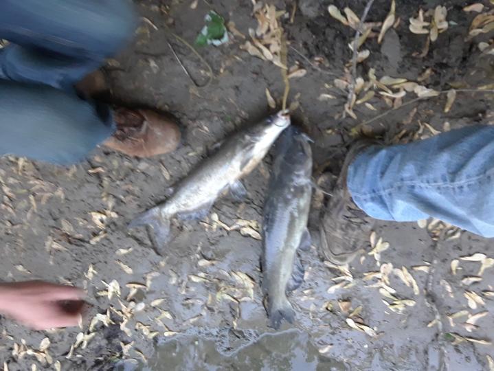 zebco 33 authentic spincast rod and reel combo