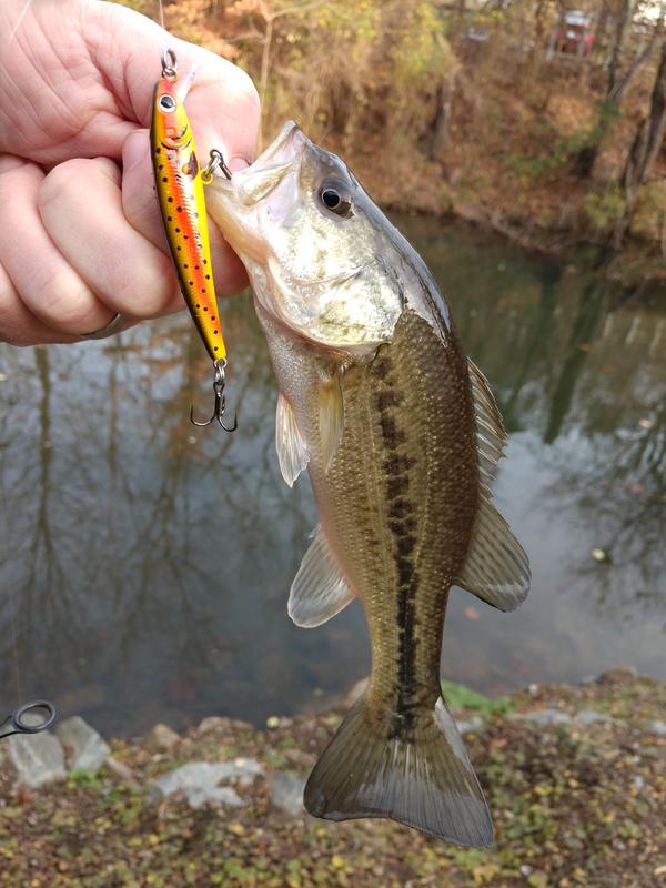 2.5 Southern Bell Trout Crank