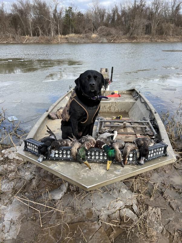 Cabela's Northern Flight Dog Vest