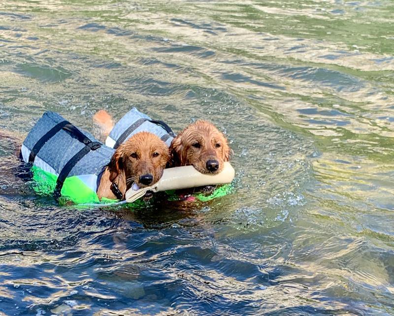 Cabelas dog shop life vest