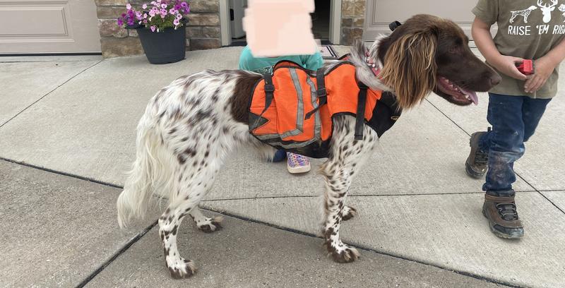 Cabelas neoprene outlet dog vest