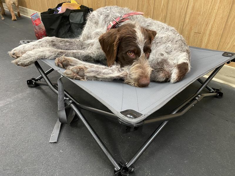 Bass pro dog clearance beds