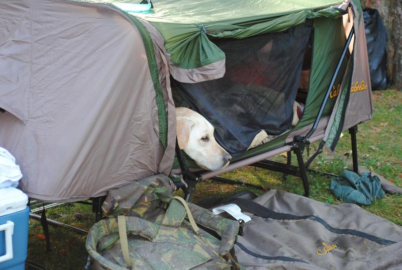 Cabela's deluxe outlet tent cot double