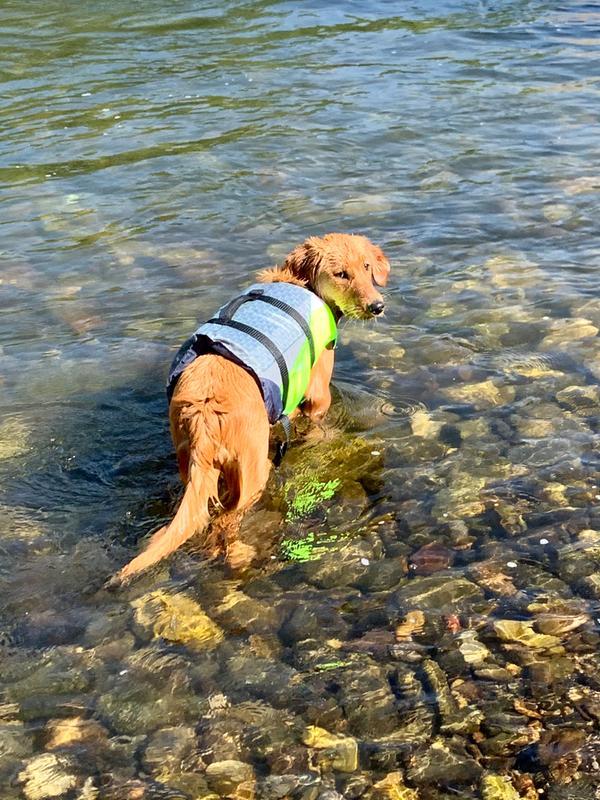 Cabela's dog life store jacket